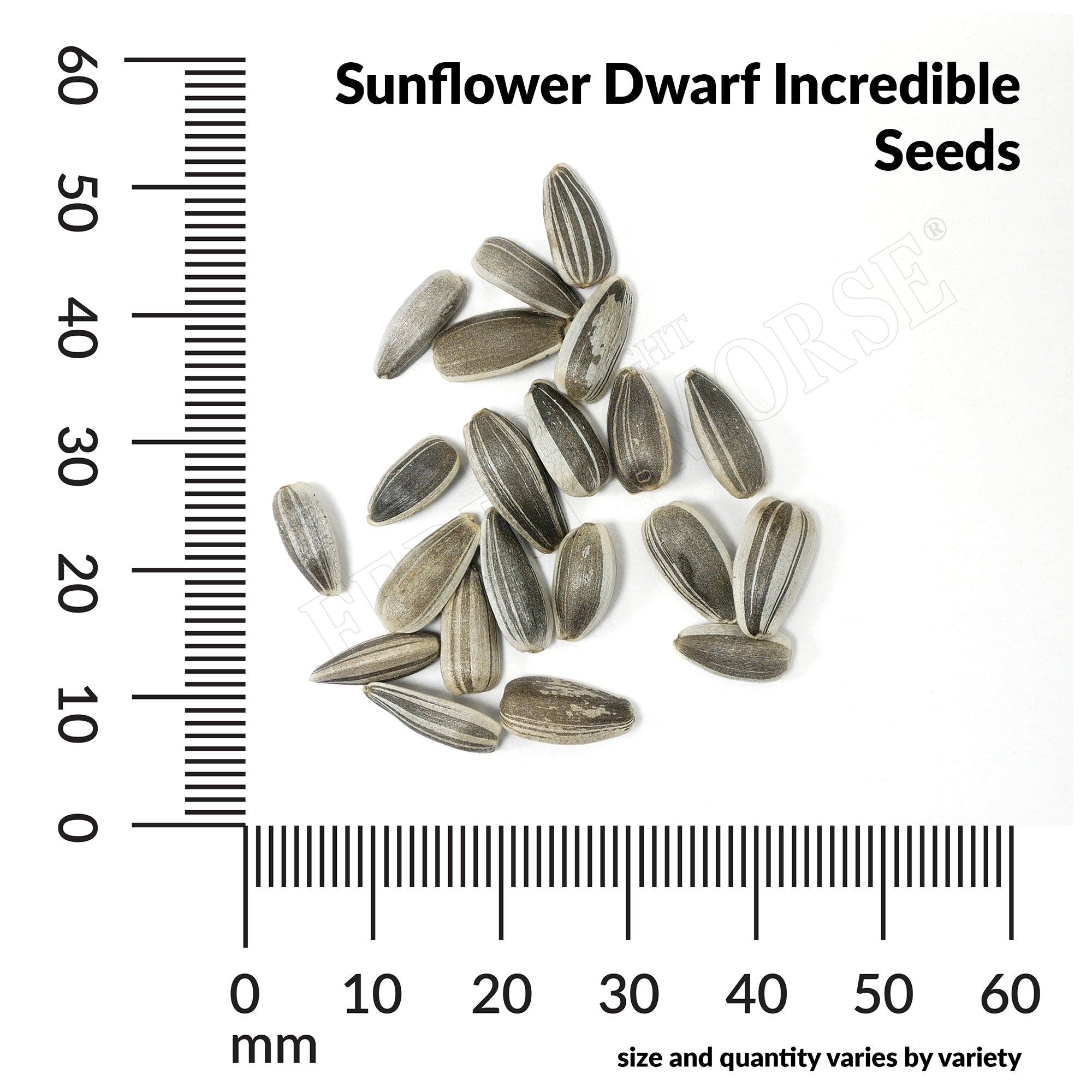 sunflower dwarf incredible seed spill and measurements